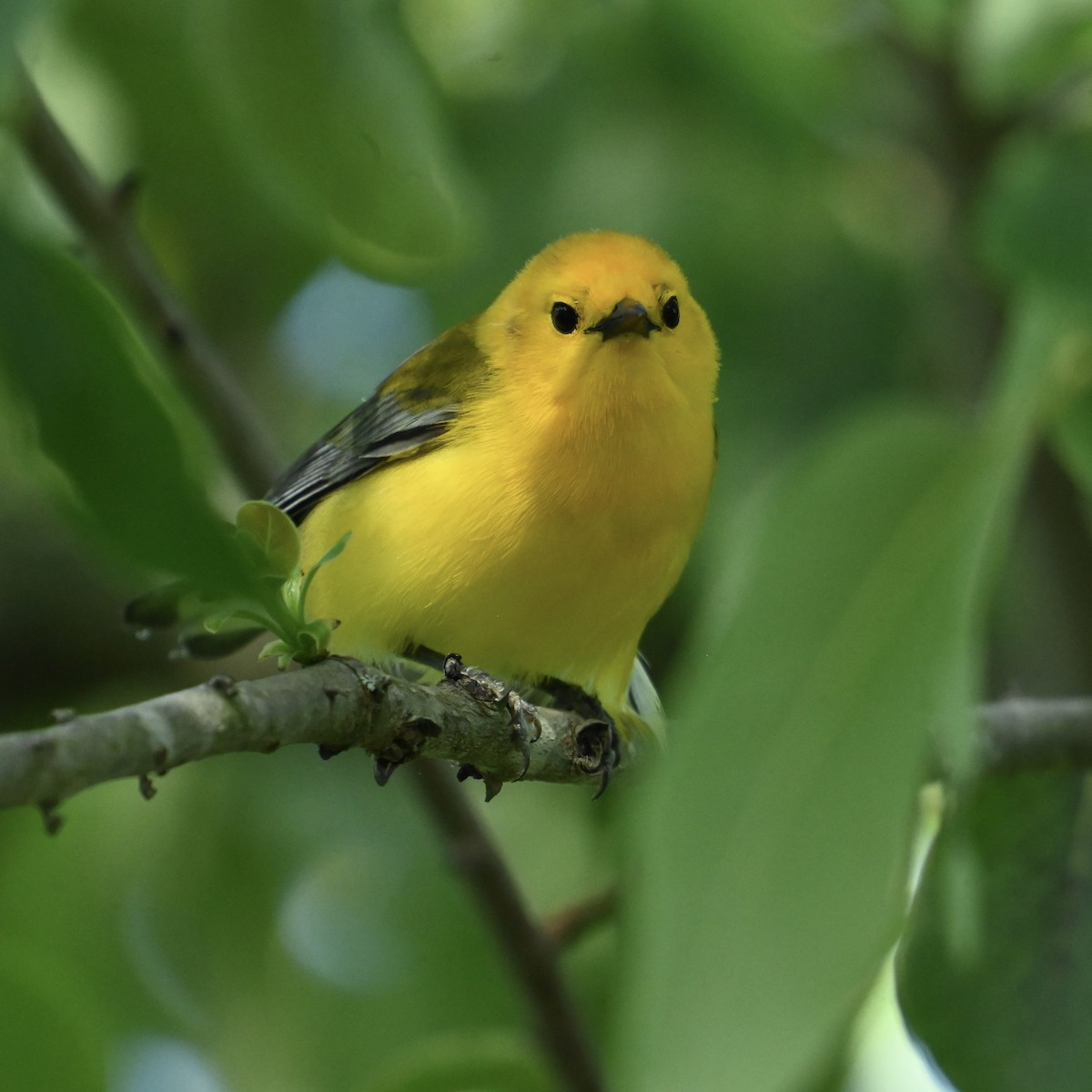 plommeparula - ML635429706