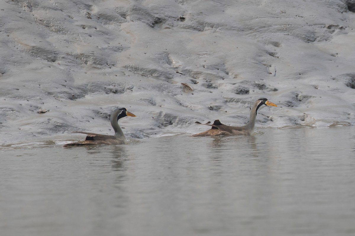 Masked Finfoot - ML635429713