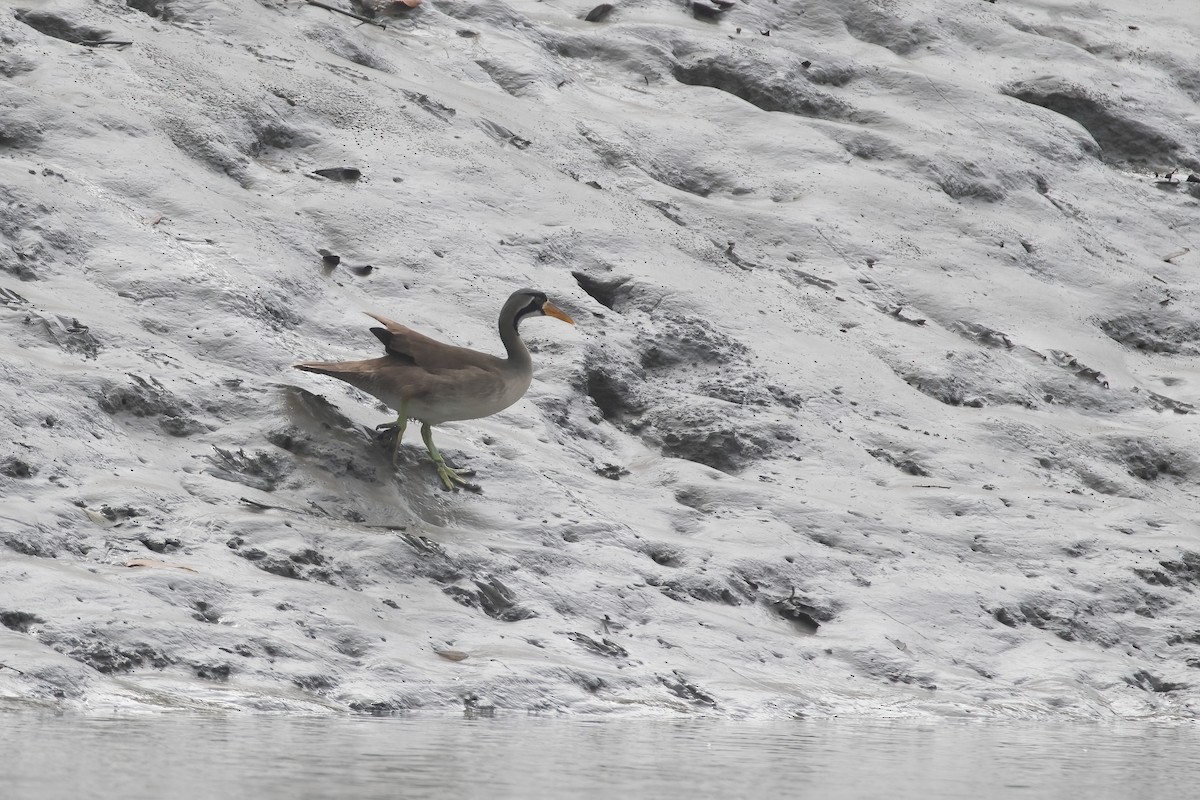 Masked Finfoot - ML635429726