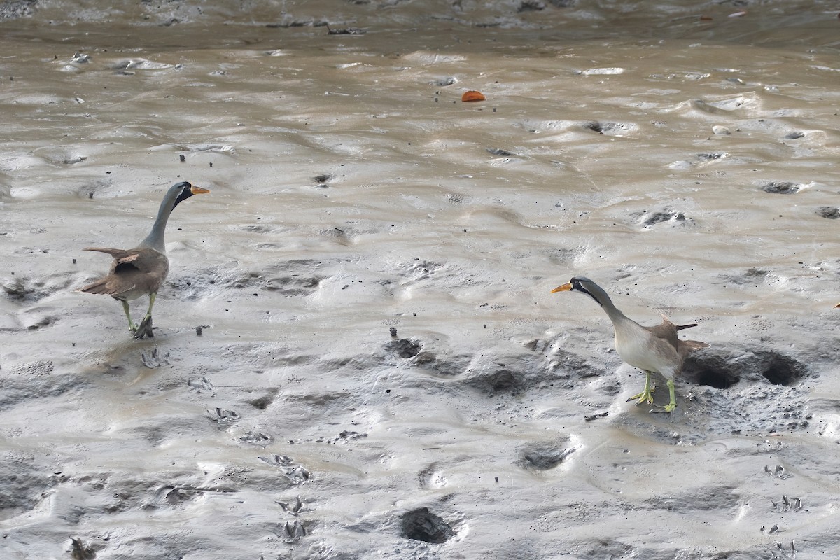 Masked Finfoot - ML635429732