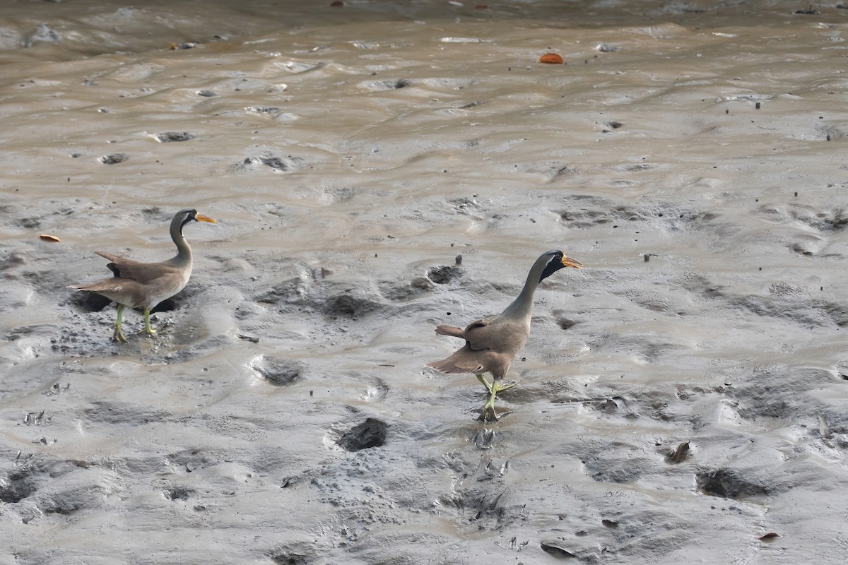 Masked Finfoot - ML635429734