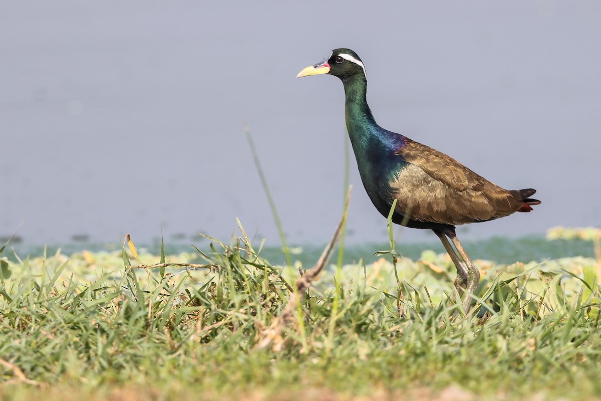 Bronze-winged Jacana - ML635429767