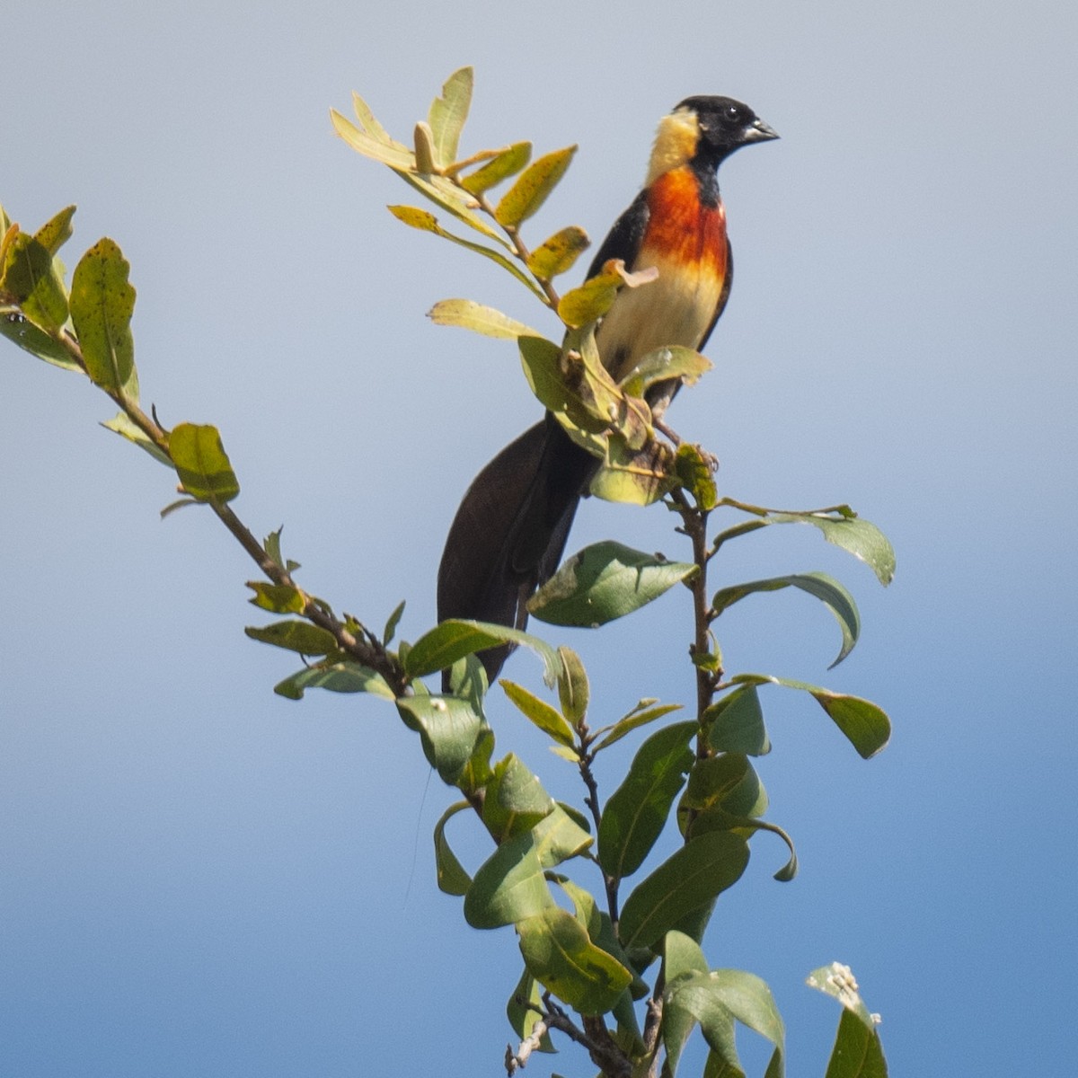 Broad-tailed Paradise-Whydah - ML635430002