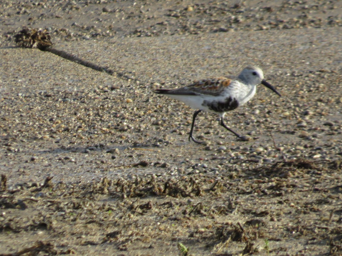 Bécasseau variable - ML635430014