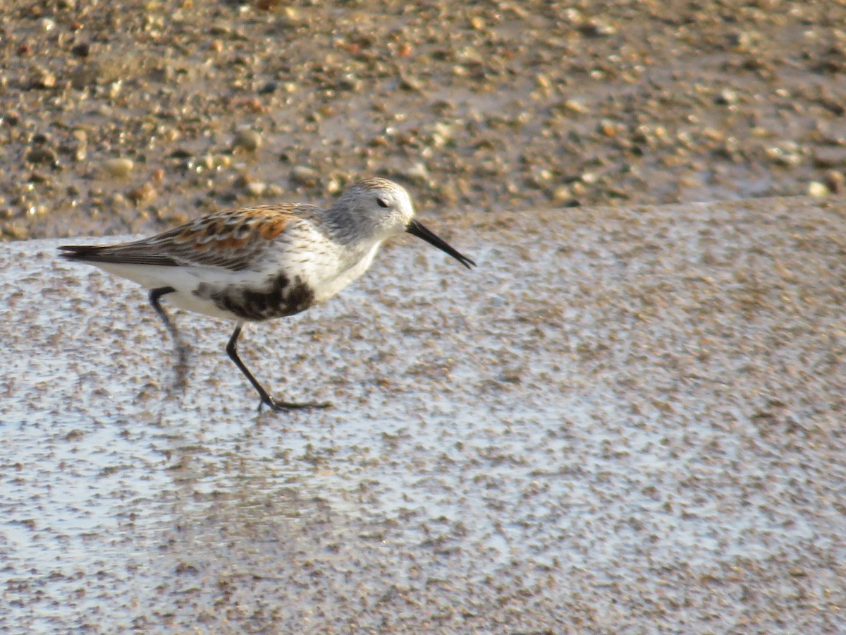 Bécasseau variable - ML635430015