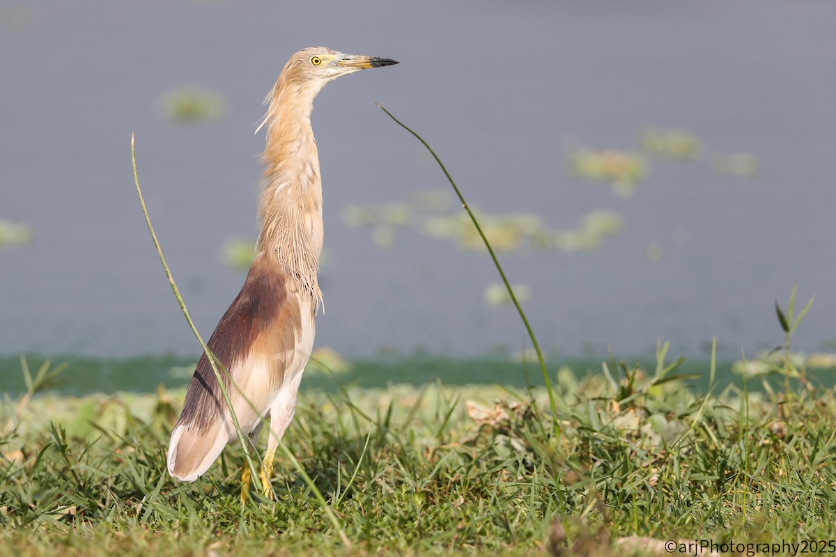 Paddyreiher - ML635430072
