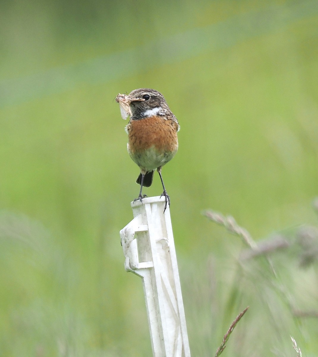 European Stonechat - ML635430087