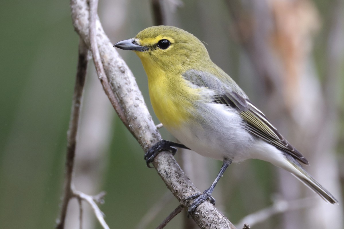 Yellow-throated Vireo - ML635430190