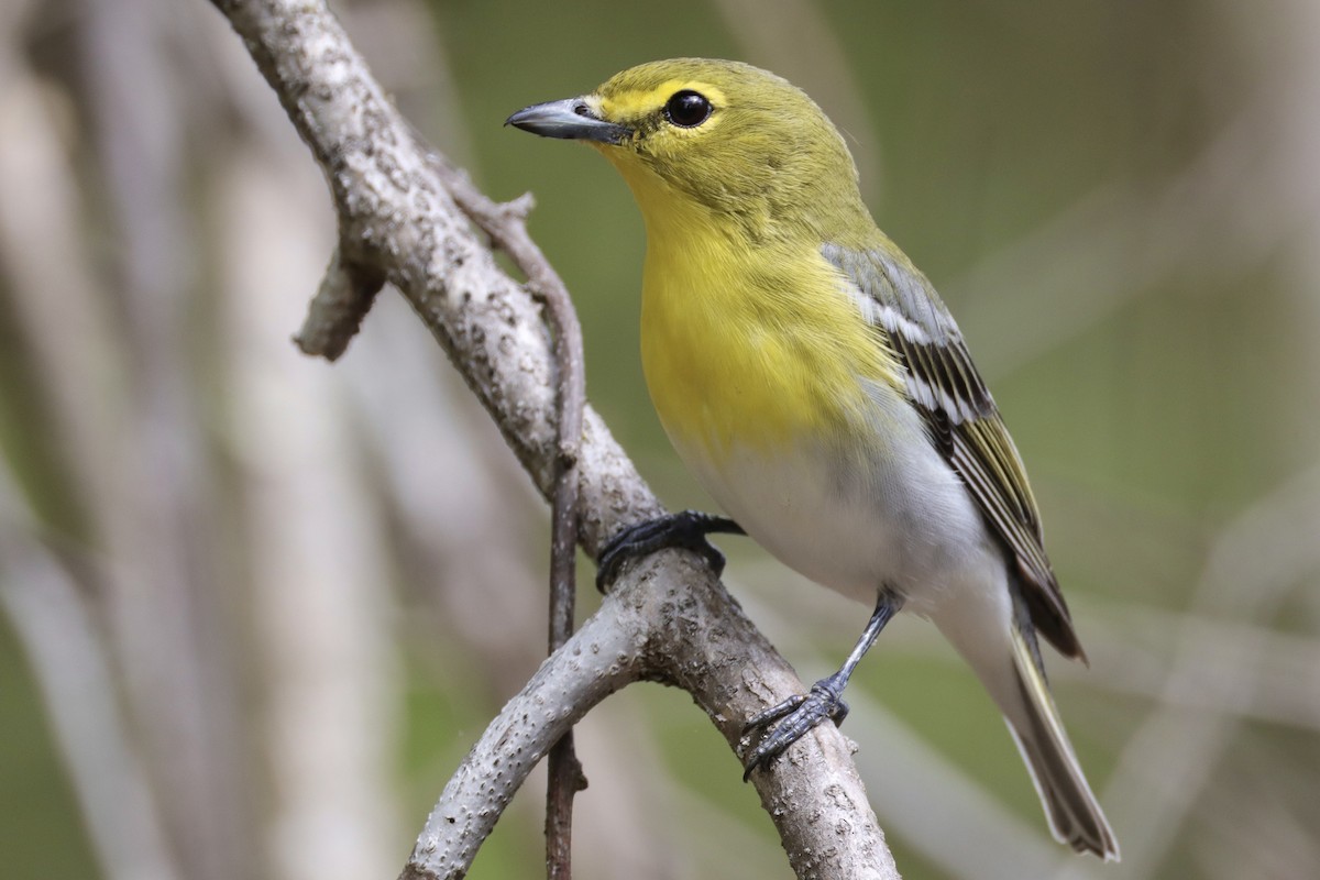 Yellow-throated Vireo - ML635430192