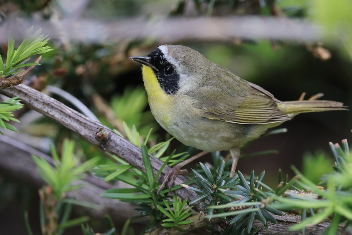 Common Yellowthroat - ML635430214