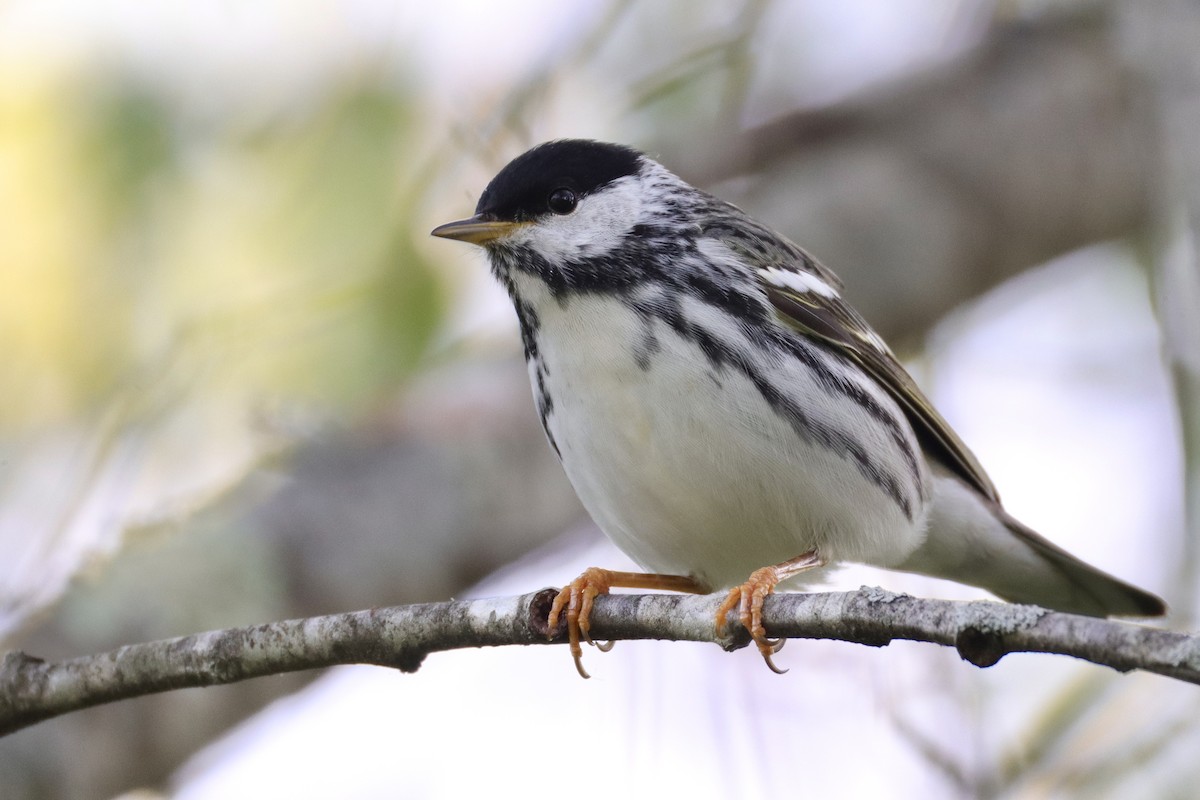 Blackpoll Warbler - ML635430221