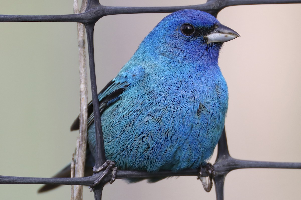 Indigo Bunting - ML635430229