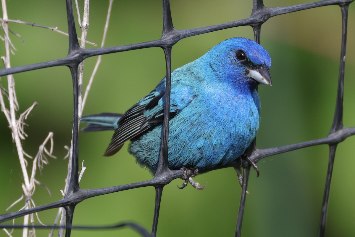 Indigo Bunting - ML635430230