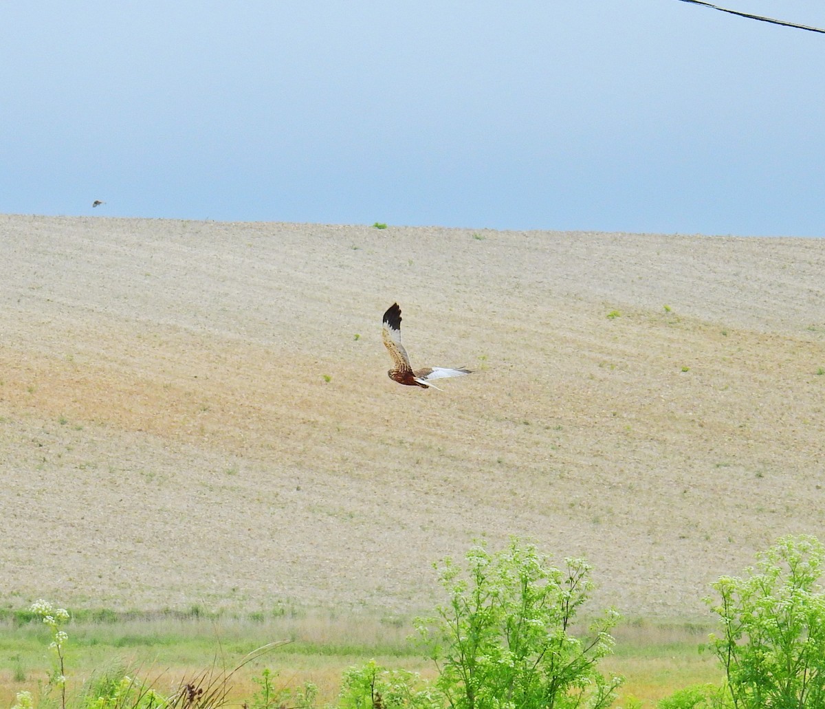 Намгийн хулд - ML635430395