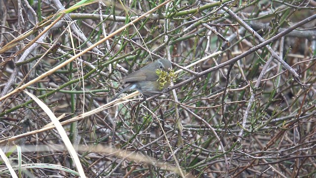 Collared Bush-Robin - ML635430420