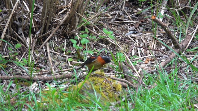 Collared Bush-Robin - ML635430423