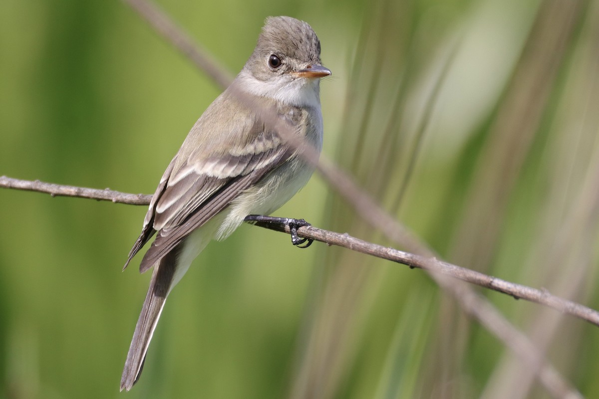 Willow Flycatcher - ML635430426