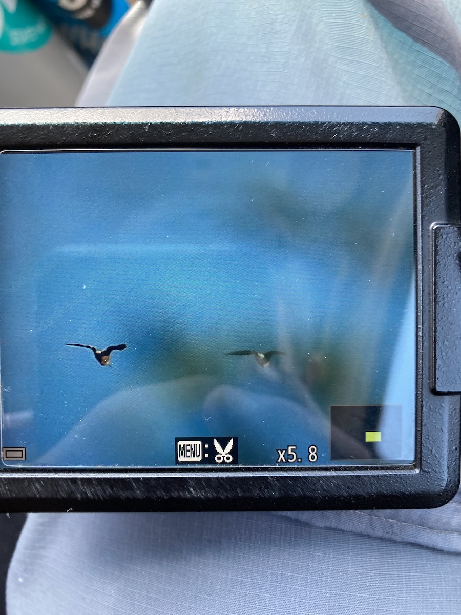 Hudsonian Godwit - ML635430622