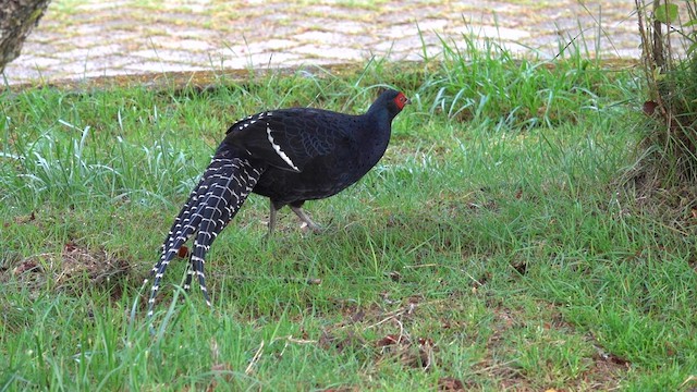 Mikado Pheasant - ML635430687