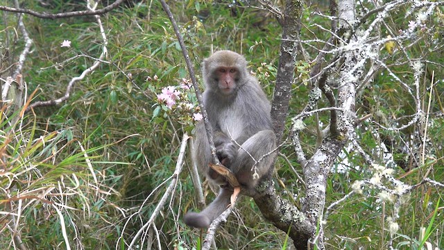 Animals - ML635430806