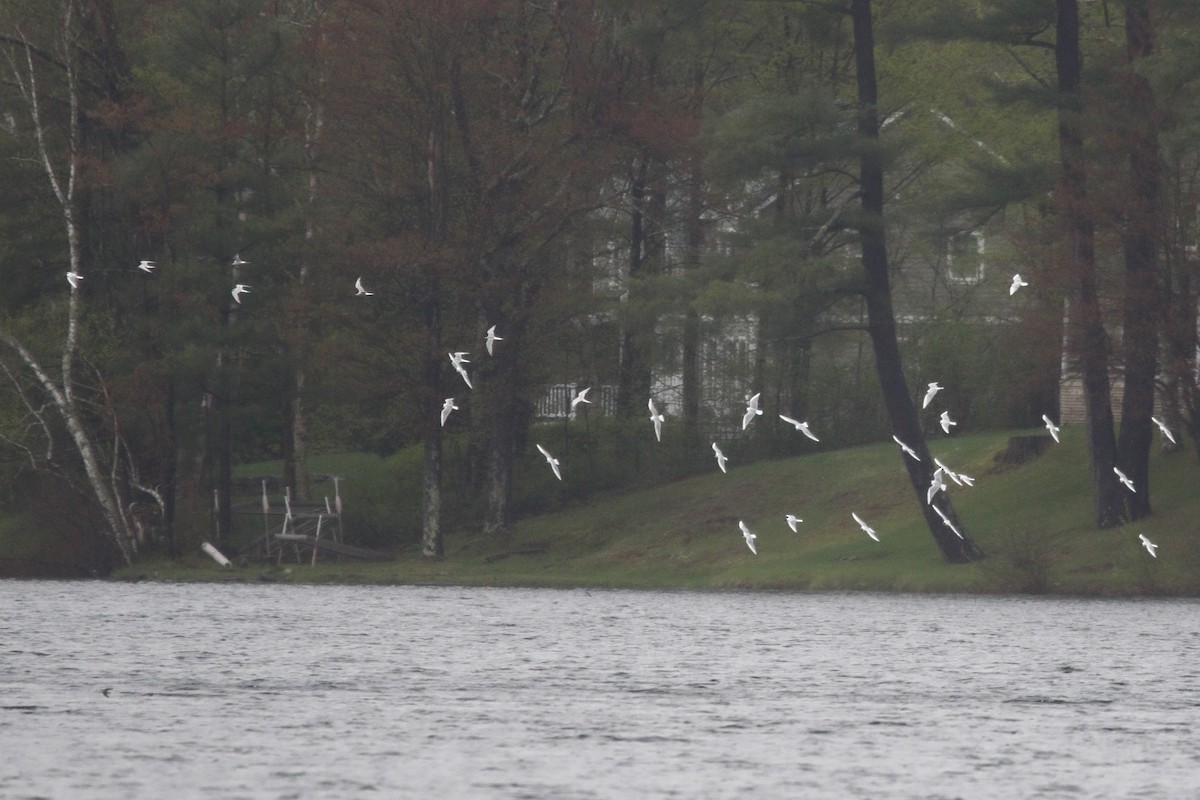 Common Tern - ML635430846