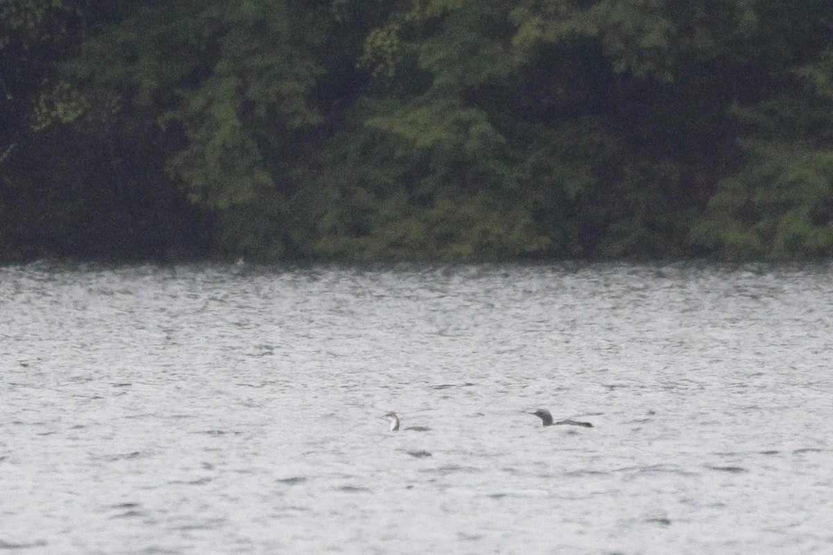 Red-throated Loon - ML635430863