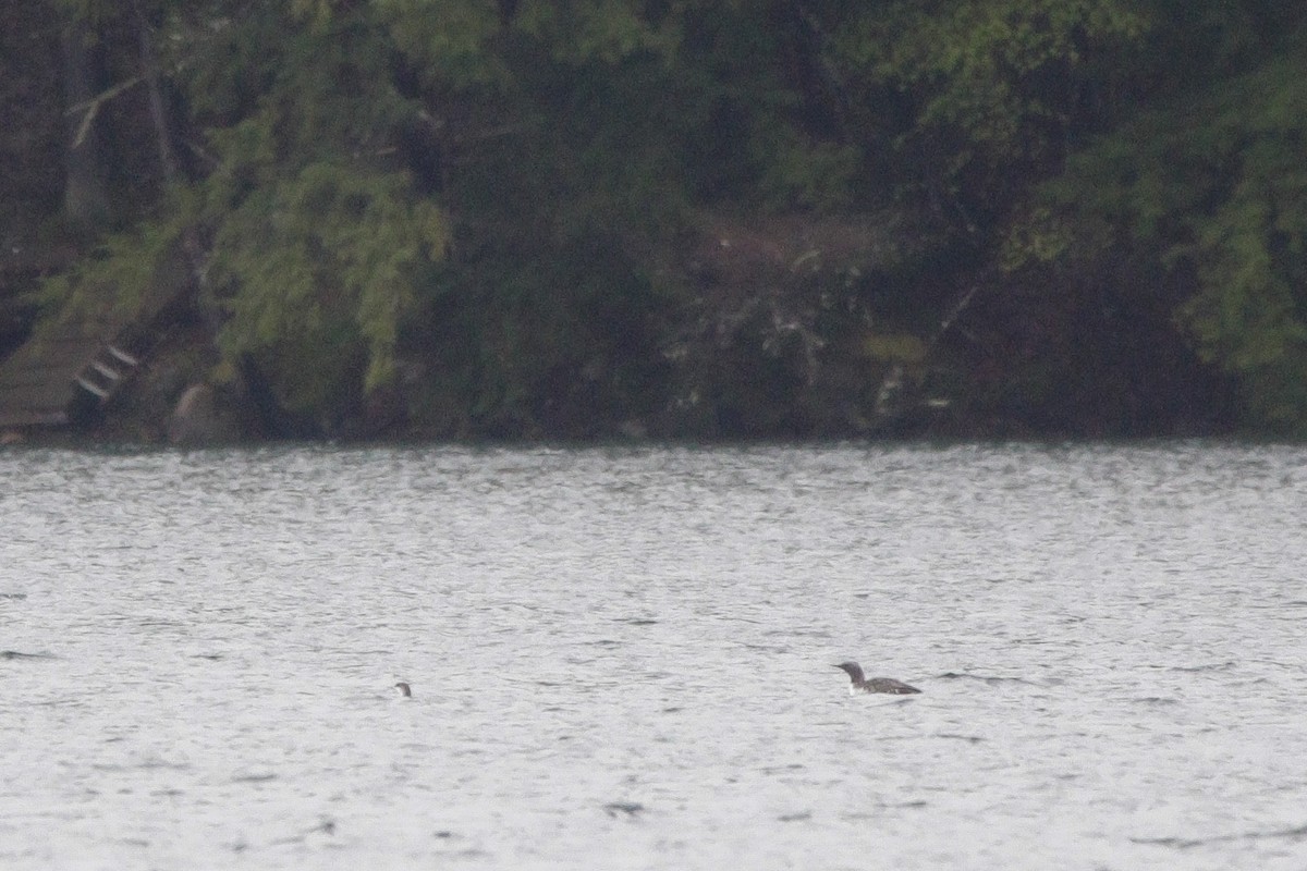 Red-throated Loon - ML635430864