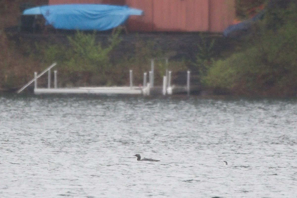 Red-throated Loon - ML635430865