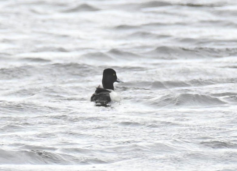 Petit Fuligule - ML635430920