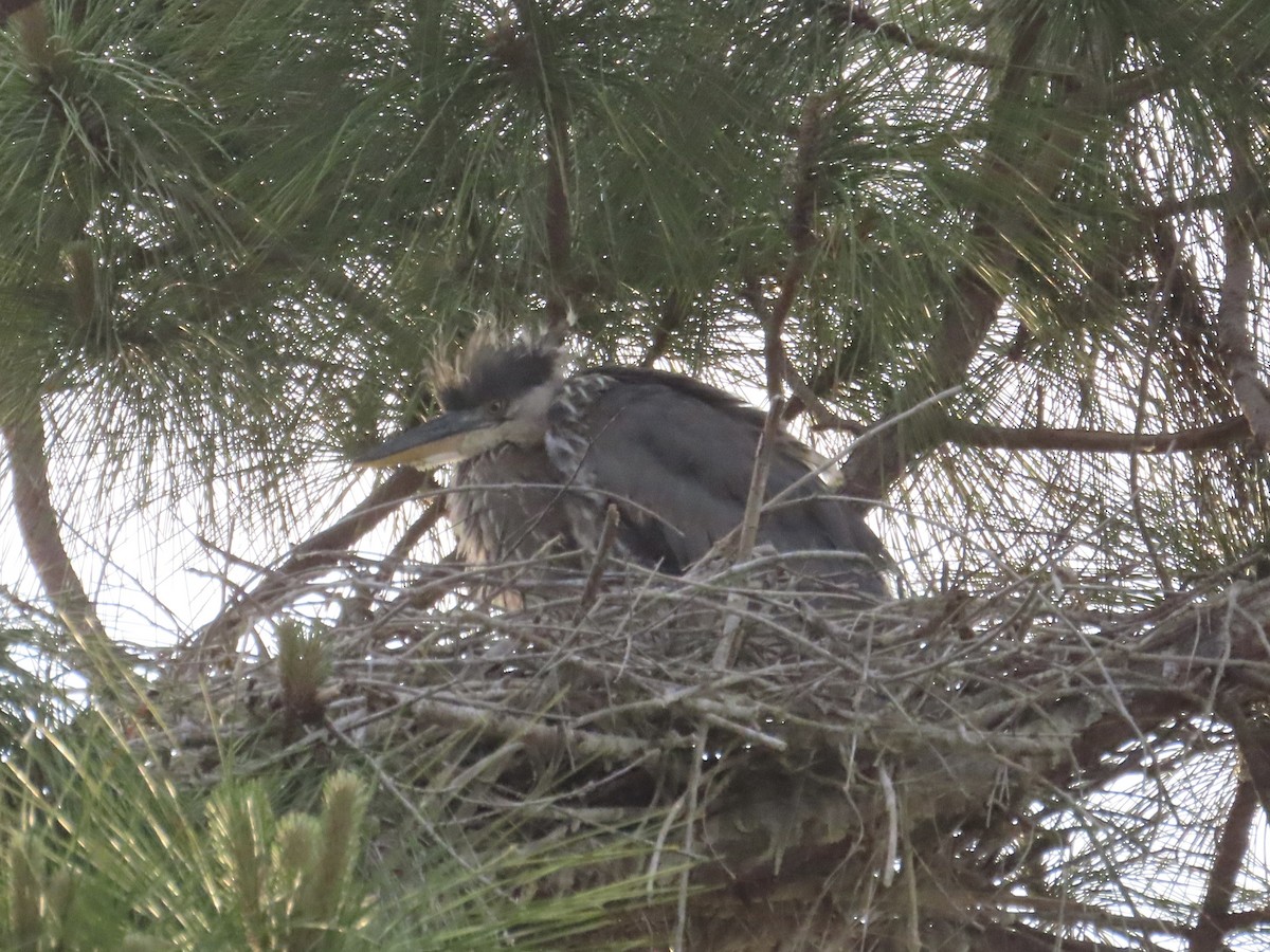 Great Blue Heron - ML635430929