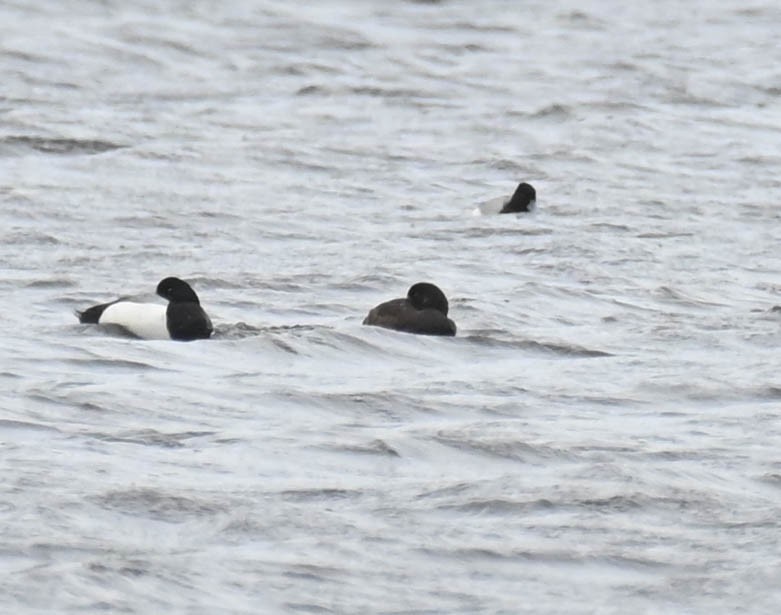 Petit Fuligule - ML635430946