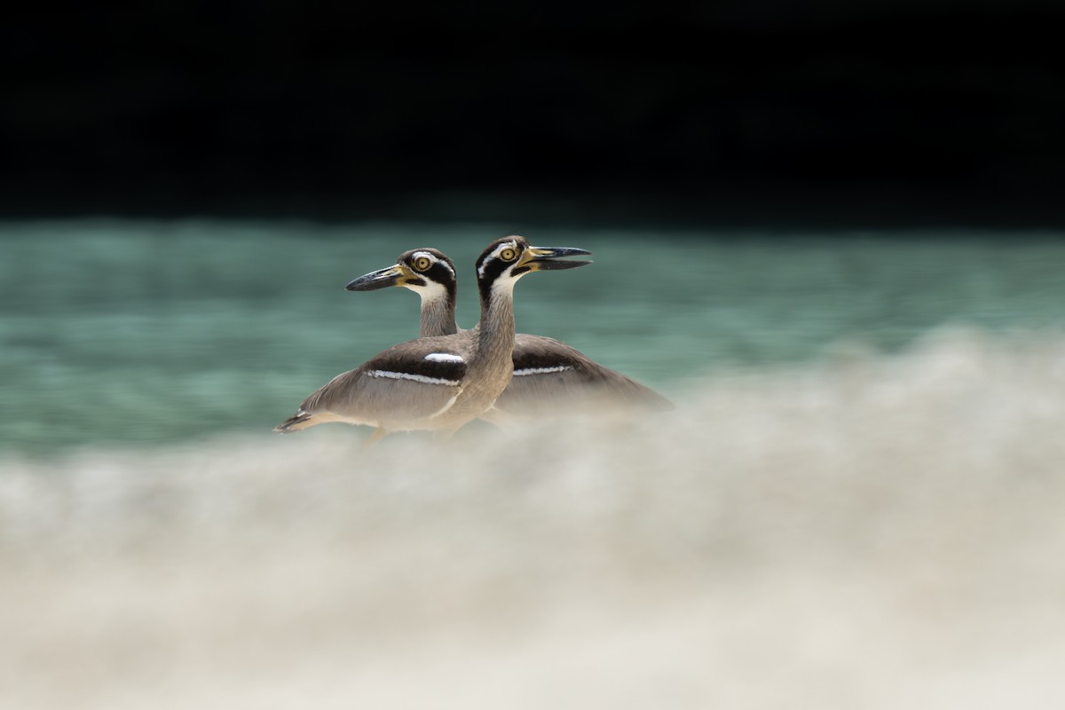 Beach Thick-knee - ML635431015