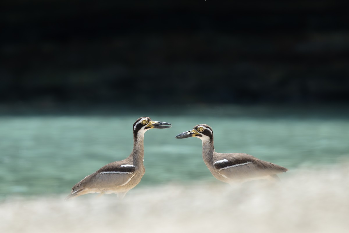 Beach Thick-knee - ML635431016