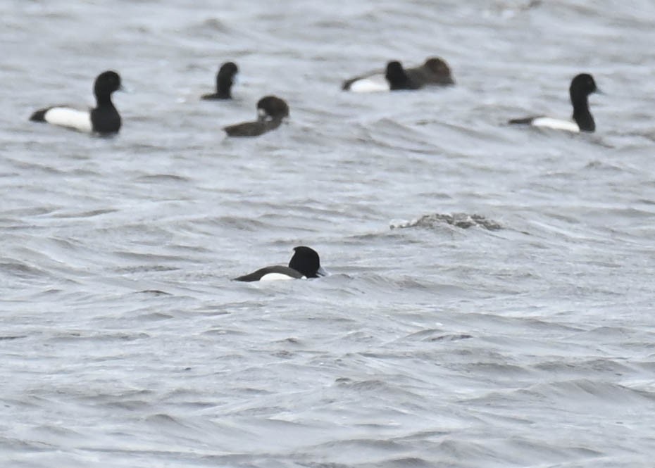 Hybride Fuligule morillon x F. milouinan ou Petit Fuligule - ML635431048