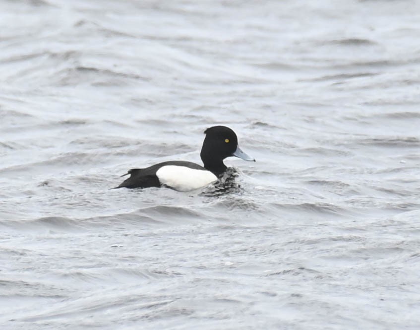 Hybride Fuligule morillon x F. milouinan ou Petit Fuligule - ML635431049