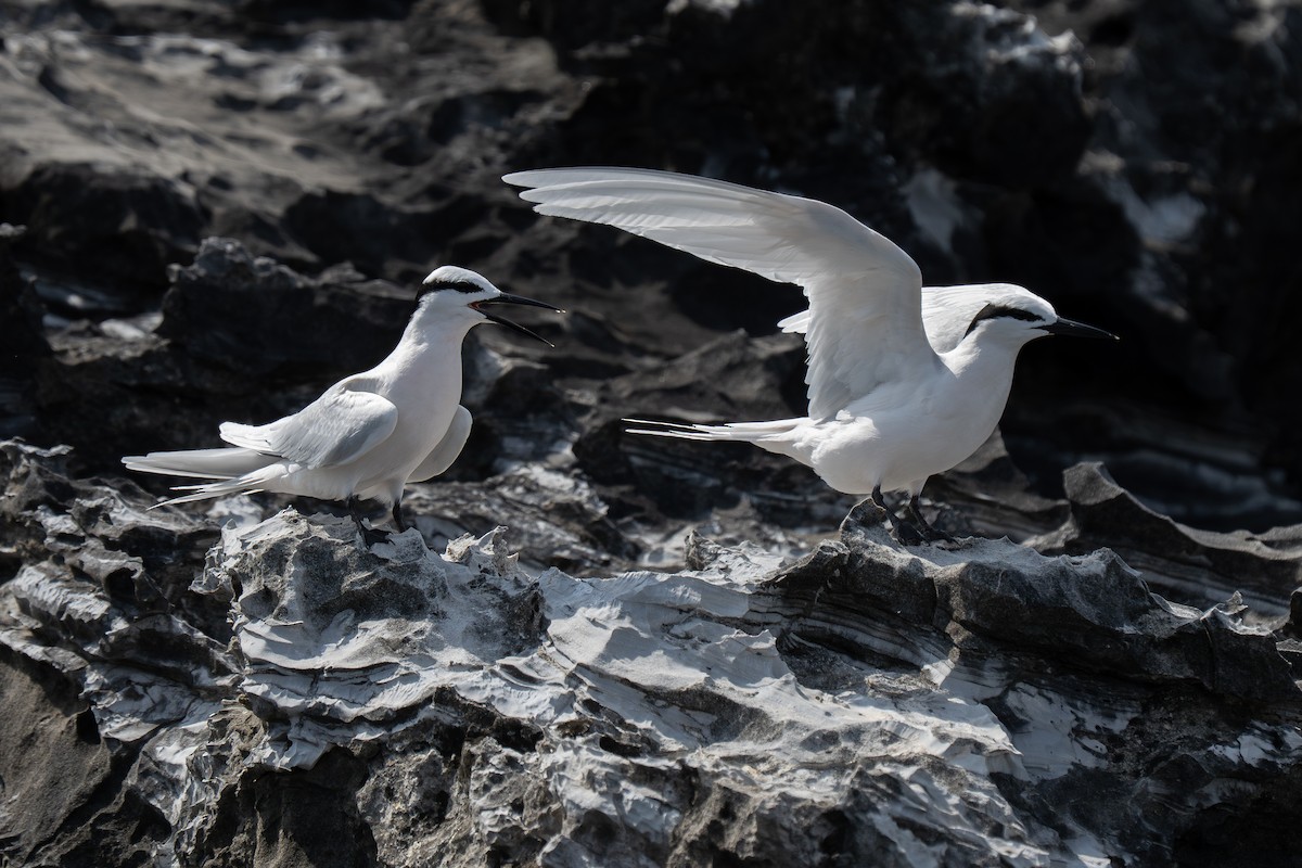 Black-naped Tern - ML635431075