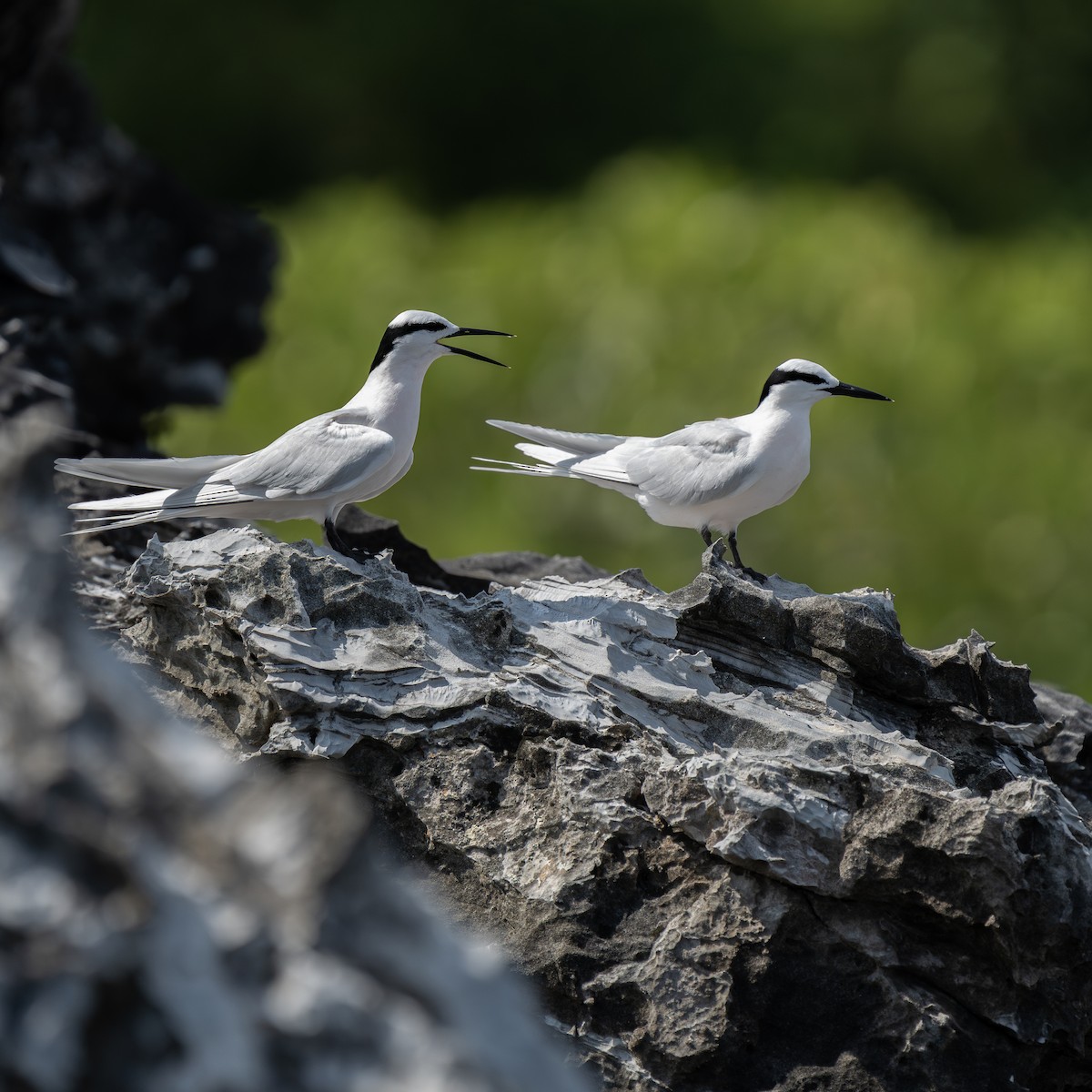 Black-naped Tern - ML635431078