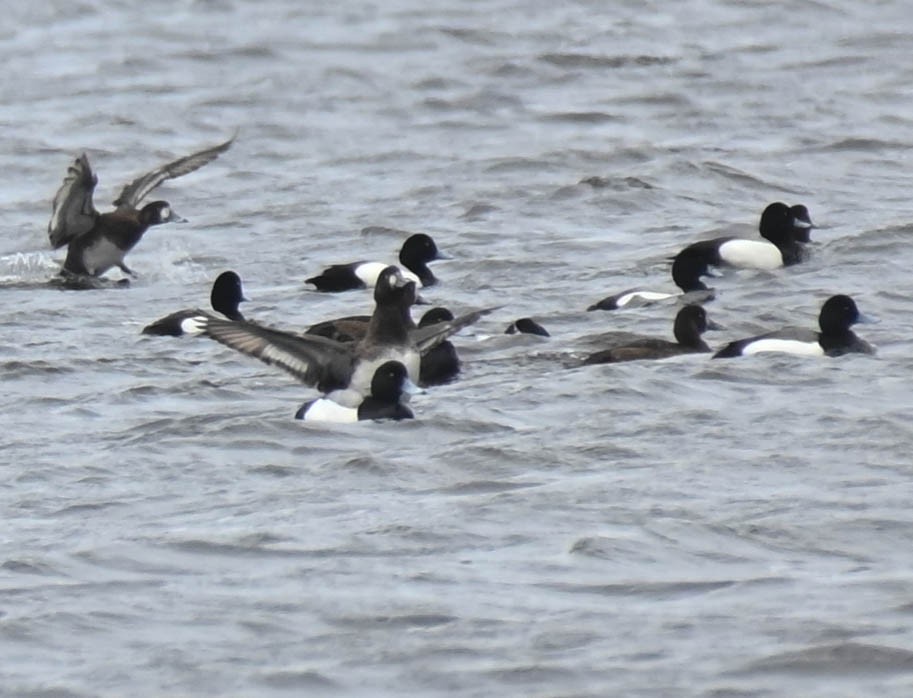 Fuligule milouinan ou Petit Fuligule - ML635431130