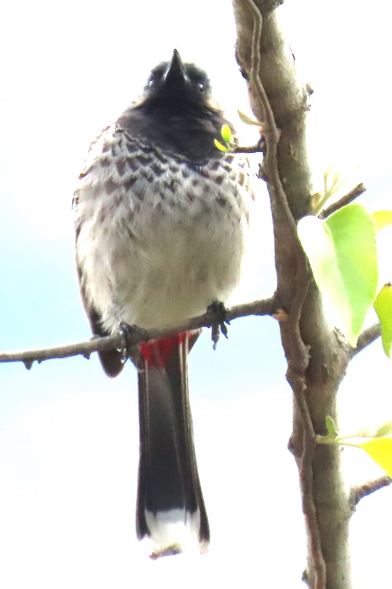 Red-vented Bulbul - ML635431345