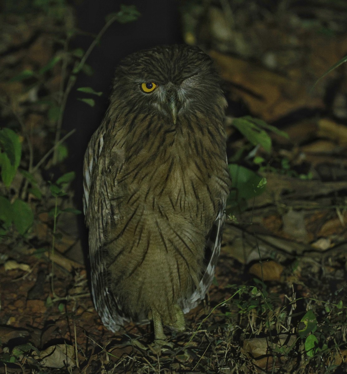 Brown Fish-Owl - ML635431419
