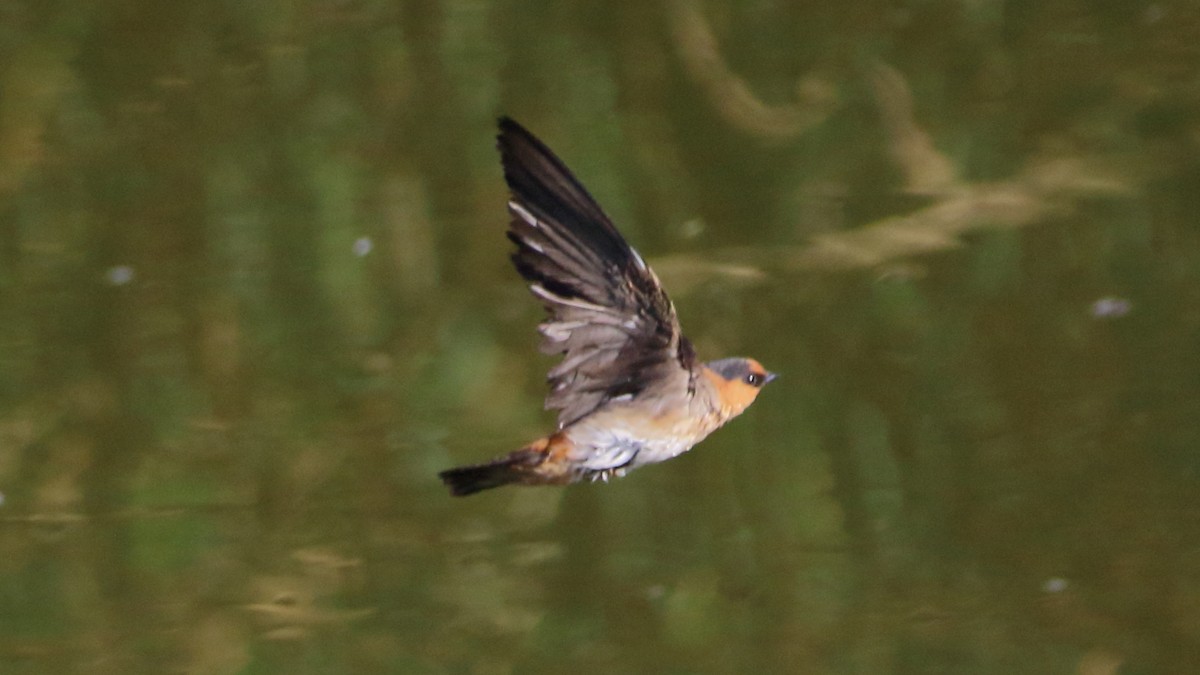 Cave Swallow - ML635431428