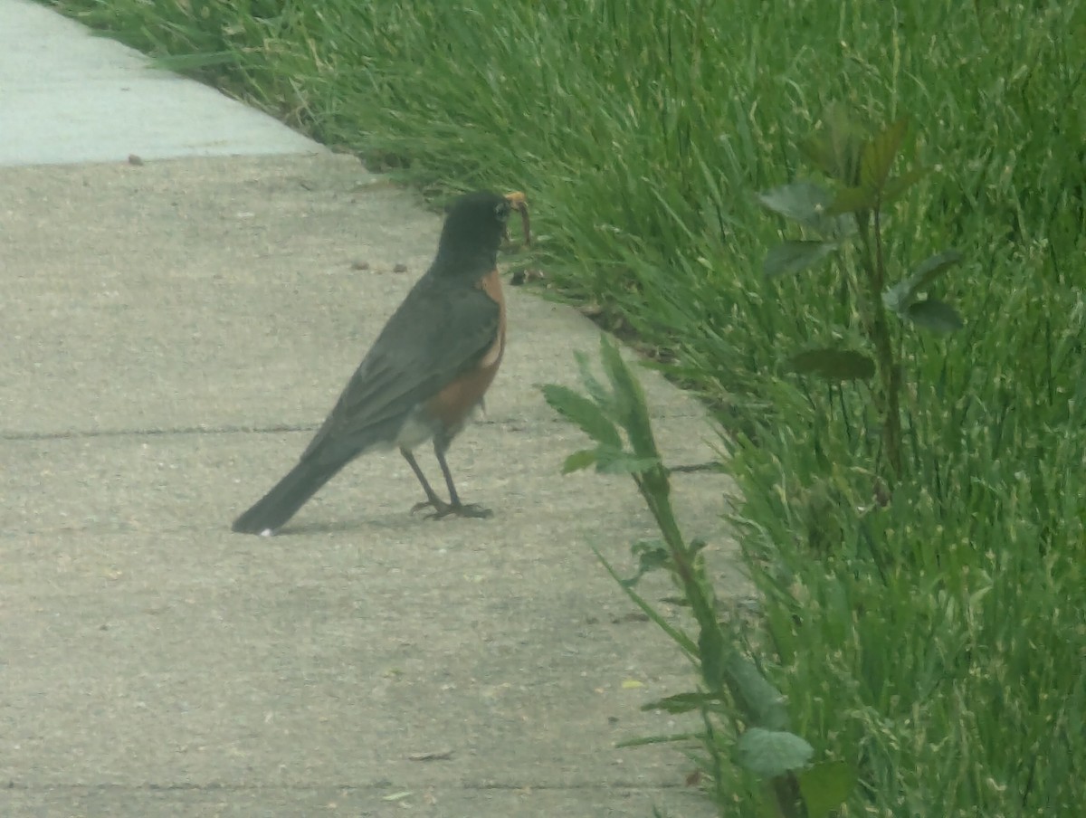 American Robin - ML635431464