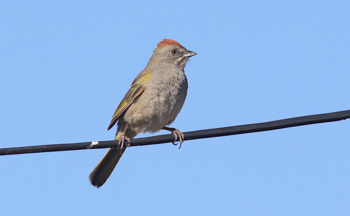 Green-tailed Towhee - ML635431520