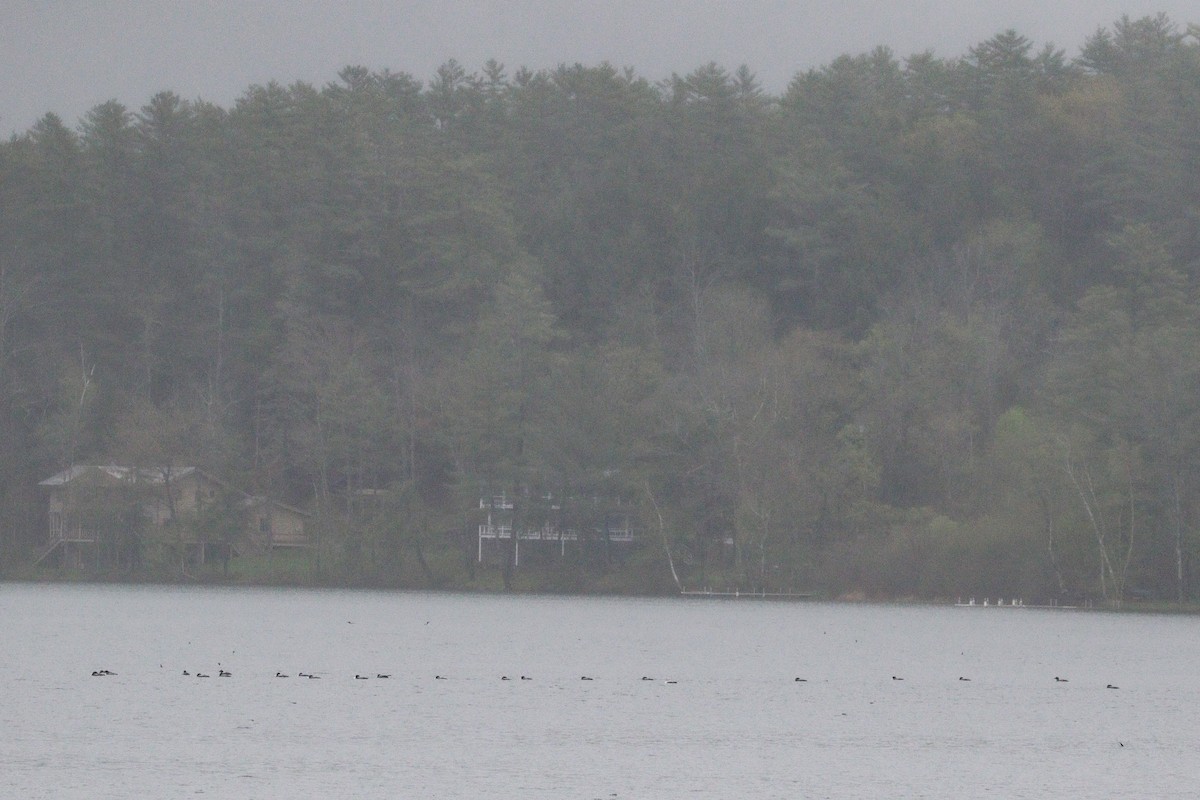 Common Loon - ML635431556
