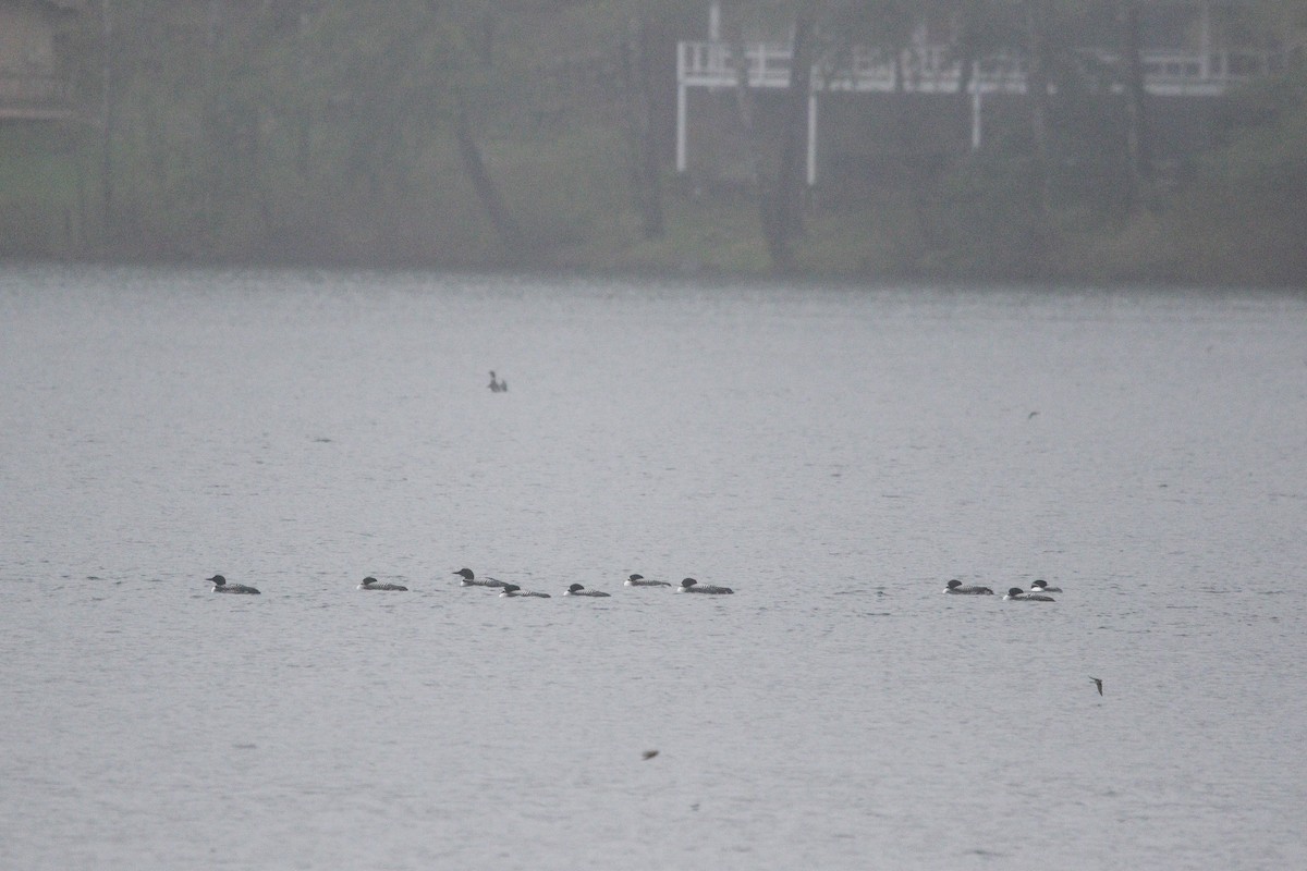 Common Loon - ML635431557