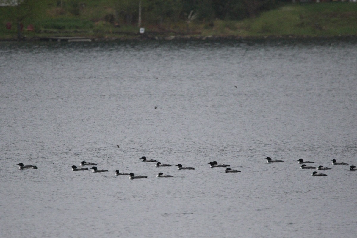 Common Loon - ML635431558