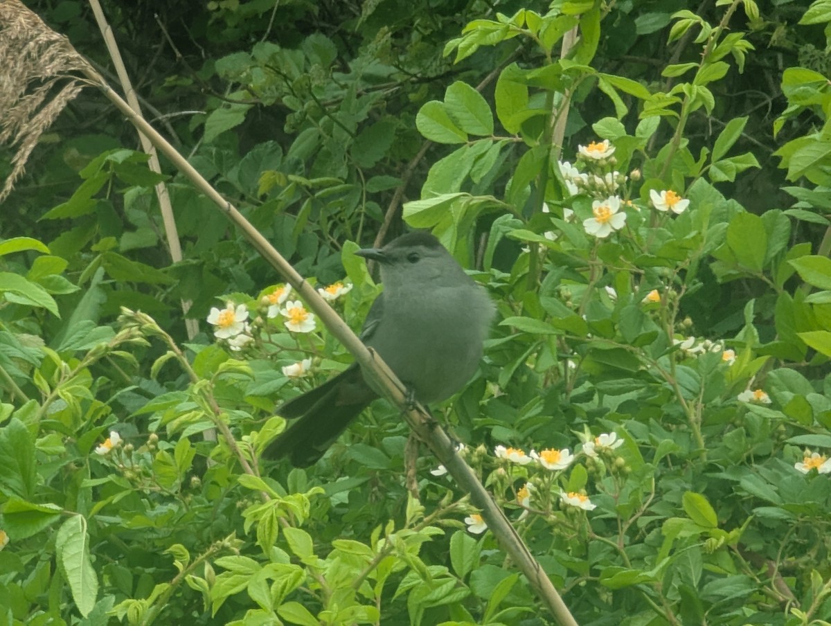 Gray Catbird - ML635431637