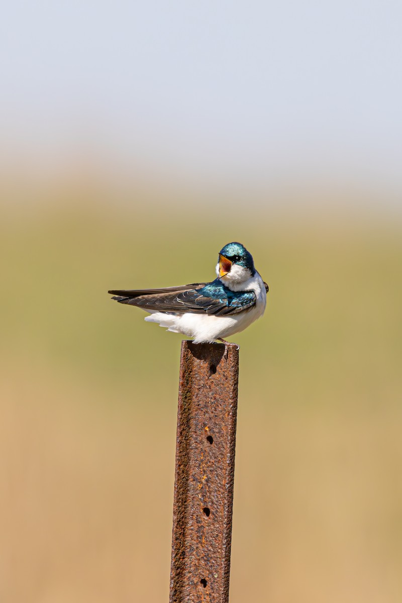 Tree Swallow - ML635431653