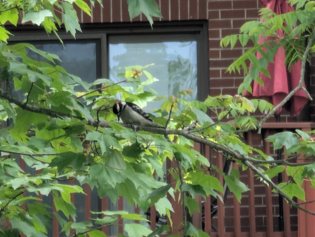 Downy Woodpecker - ML635431705