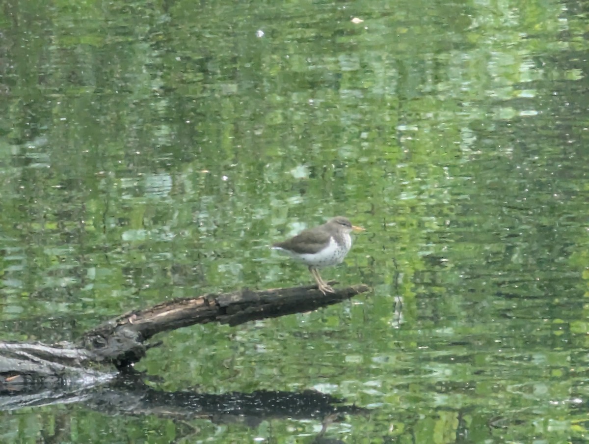 Spotted Sandpiper - ML635431775